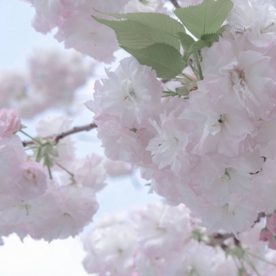 Furry数字绘画教程FurryQQ群